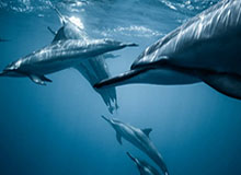 yl23455永利官网-NYBO官方更新动态，回顾U8组别冠军精彩集锦